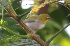 Zosterops palpebrosus