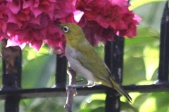 Zosterops palpebrosus