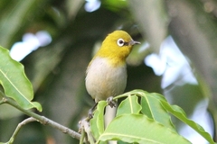 Zosterops palpebrosus