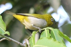 Zosterops palpebrosus