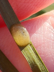 Phyllaplysia taylori