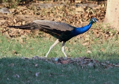 Pavo cristatus