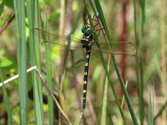 Macromia pacifica