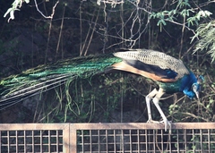 Pavo cristatus