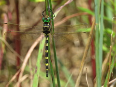 Macromia pacifica