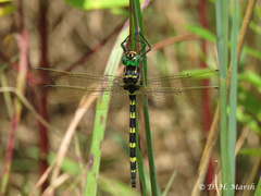 Macromia pacifica
