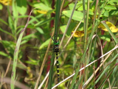 Macromia pacifica