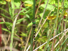 Macromia pacifica