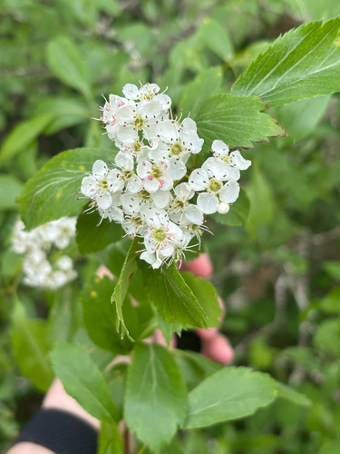 Suksdorf's hawthorn (Crataegus suksdorfii)