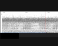 Allonemobius tinnulus