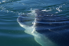 Rhincodon typus
