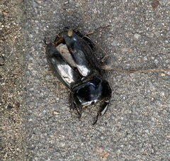 Serrognathus titanus platymelus