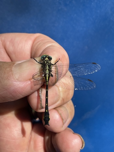 Twin-striped Clubtail photo 3