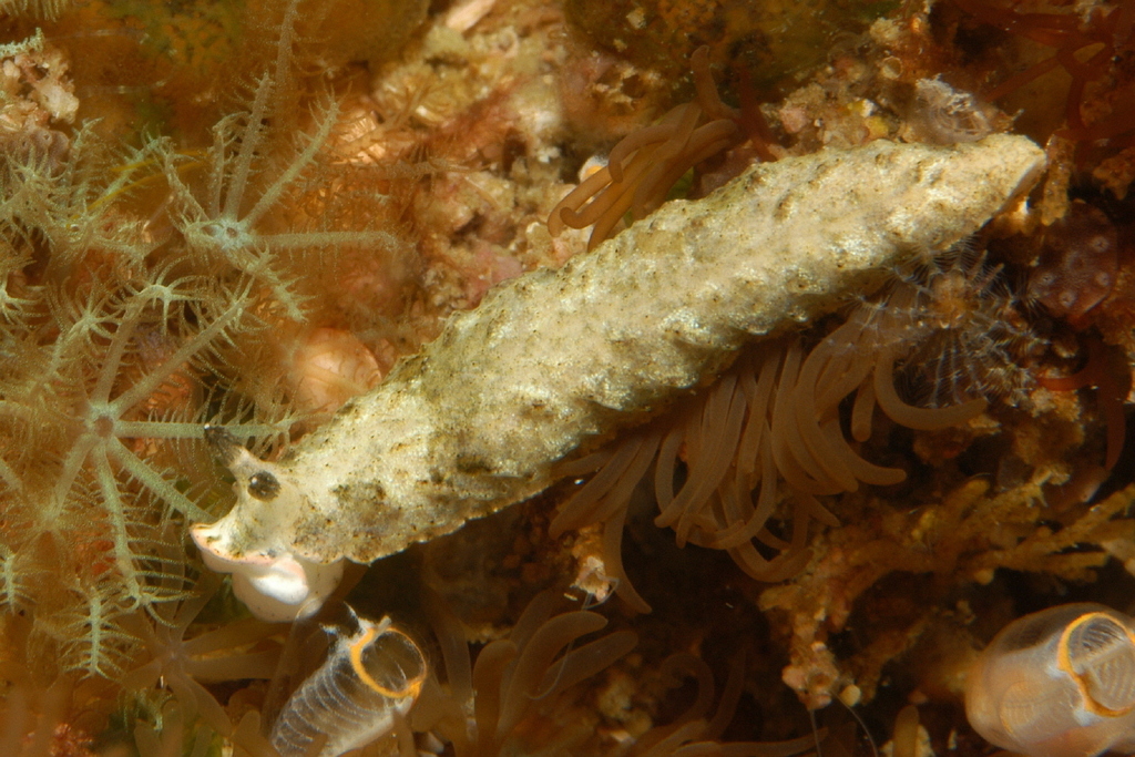 Dermatobranchus phyllodes
