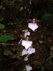 Rhynchostele bictoniensis