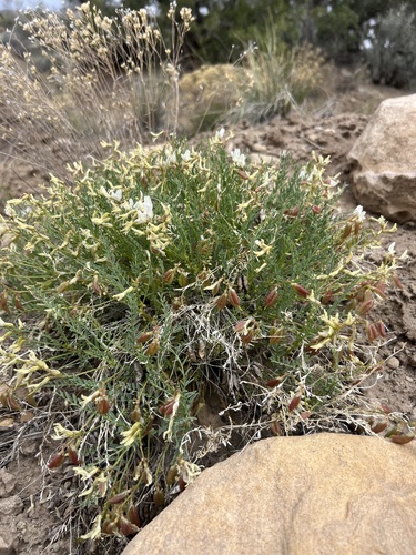 Debeque Milkvetch (Astragalus debequaeus)