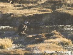 Merganetta armata leucogenis