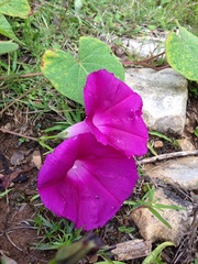 Ipomoea orizabensis