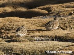 Thinocorus orbignyianus