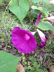 Ipomoea orizabensis
