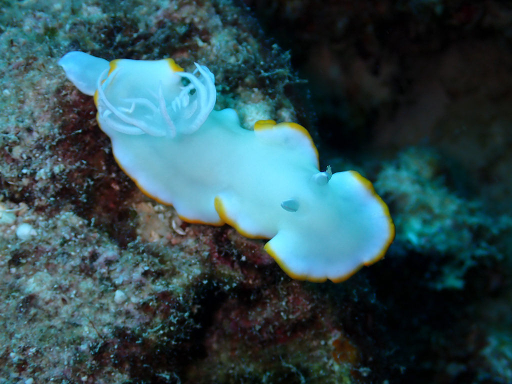 Ardeadoris egretta