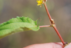 Corchorus capsularis