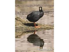 Fulica gigantea