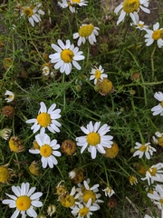 Tripleurospermum maritimum