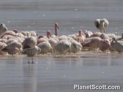 Phoenicoparrus jamesi