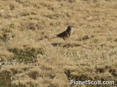 Upucerthia validirostris