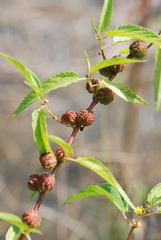 Corchorus capsularis