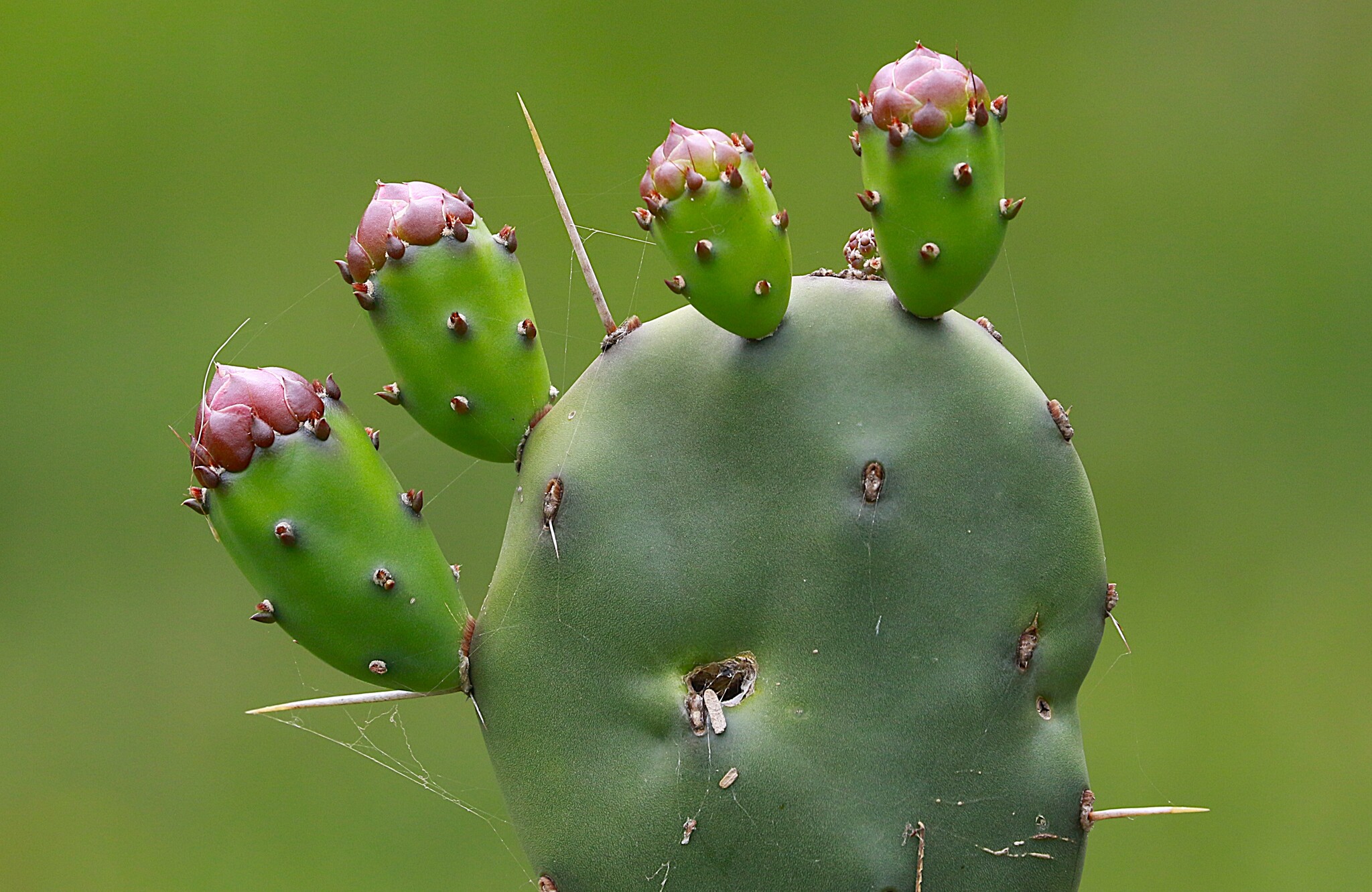 Opuntia rioplatense