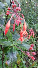 Fuchsia triphylla