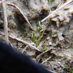 Pterygoneurum ovatum