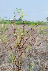 Corchorus capsularis