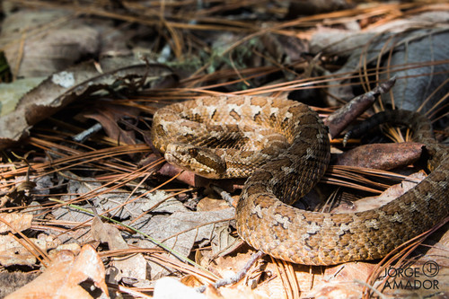 Photo of a Campbell's Rattlesnake (Crotalus campbelli)
