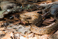 Crotalus campbelli