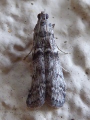 Lepidoptera