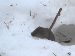 Microtus pennsylvanicus image