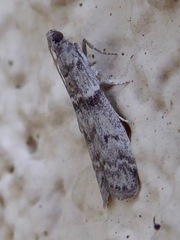 Lepidoptera