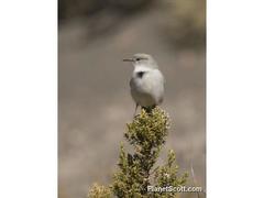 Muscisaxicola rufivertex