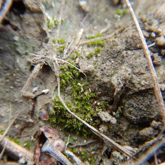 Pterygoneurum ovatum