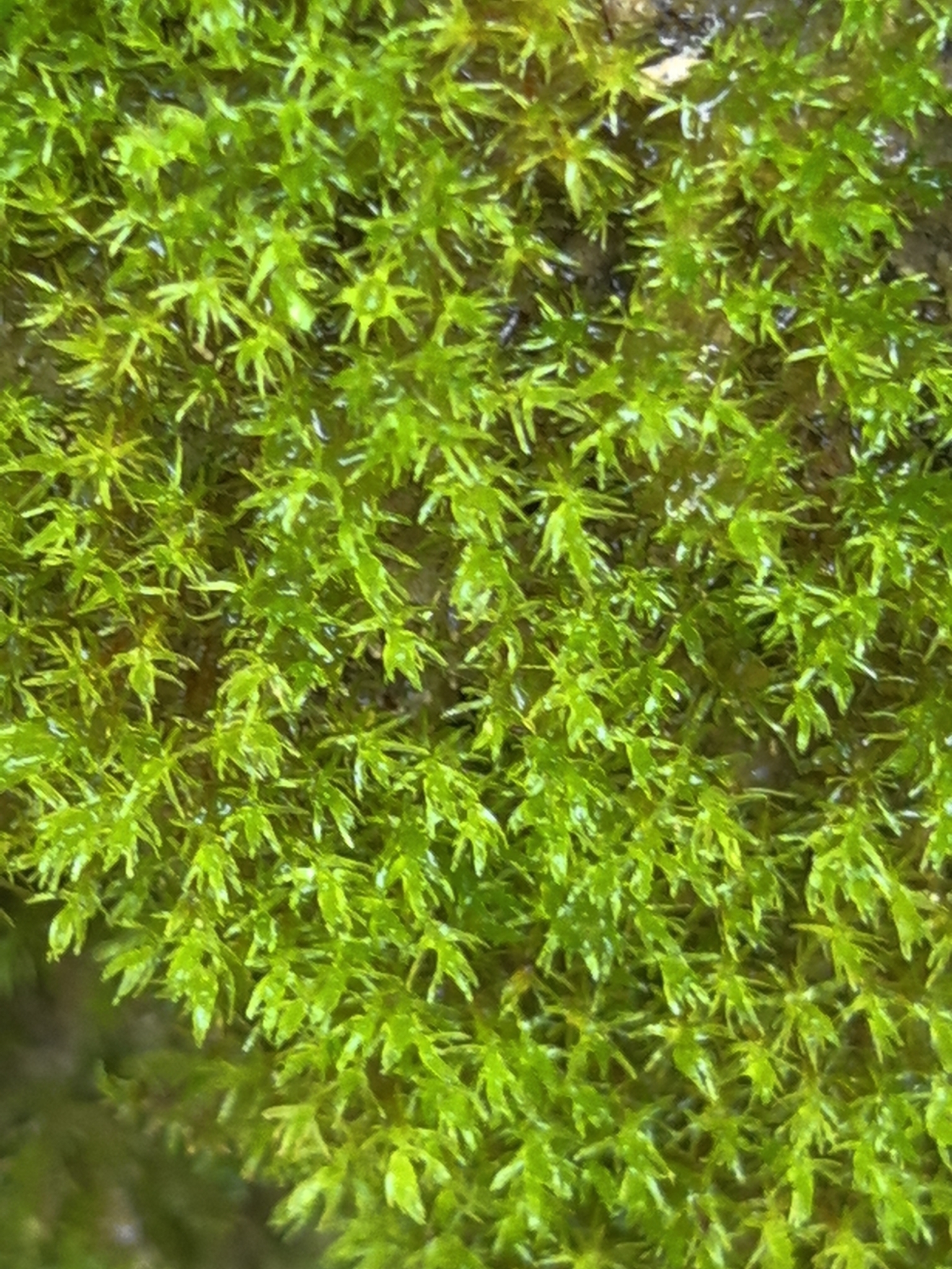 Eucladium
