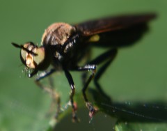 Eudioctria sackeni