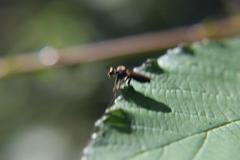 Eudioctria sackeni