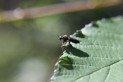 Eudioctria sackeni