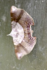 Esthlodora versicolor