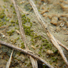 Pterygoneurum ovatum