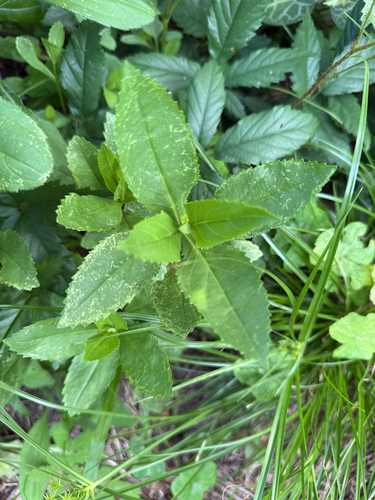 Physostegia intermedia, photograph 4