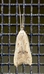 Lecithocera cyamitis